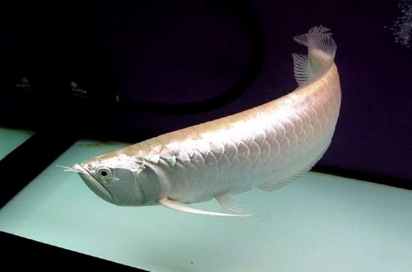Cá rồng có kích thước lớn, khi trưởng thành có thể dài 90cm, nặng 7kg. Đây là loài cá cảnh được nhiều người săn lùng vì chúng có hình dáng và thần thái sang trọng, quý phái.