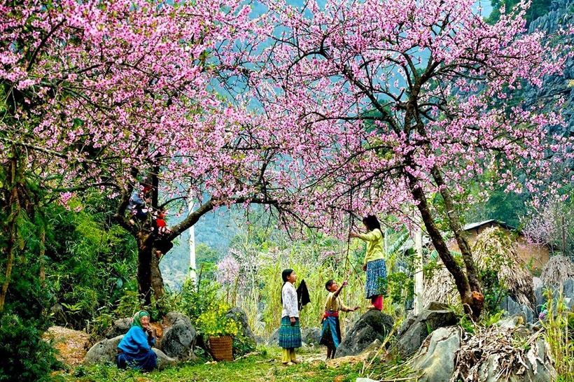 Vẻ đẹp của mảnh đất địa đầu Tổ quốc này được tô điểm bằng màu sắc mộng mơ của hoa đào. Ảnh minh họa