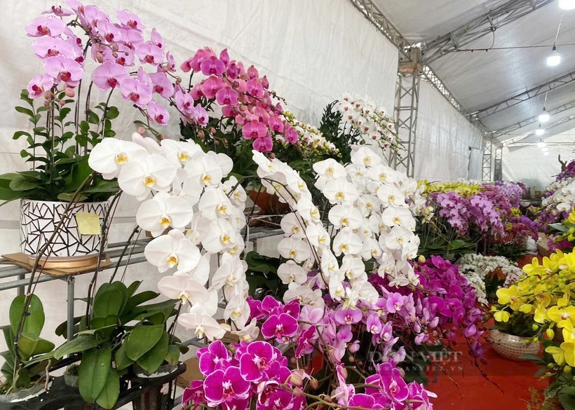 Các gian hàng trưng bày vô số chậu lan với đủ kích cỡ, từ nhỏ đến lớn, cùng mức giá phong phú. Ảnh: Dân Việt.