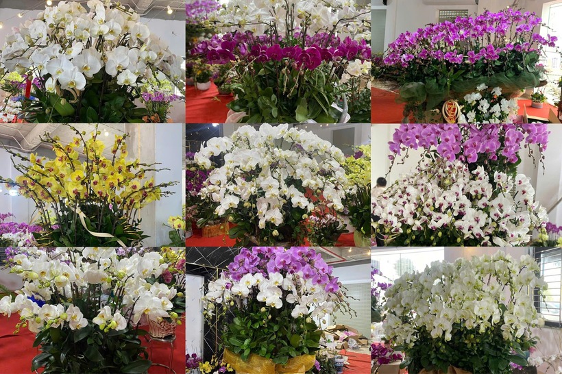 Hoa lan hồ điệp đủ mẫu mã khoe sắc. Ảnh: Dân Trí.