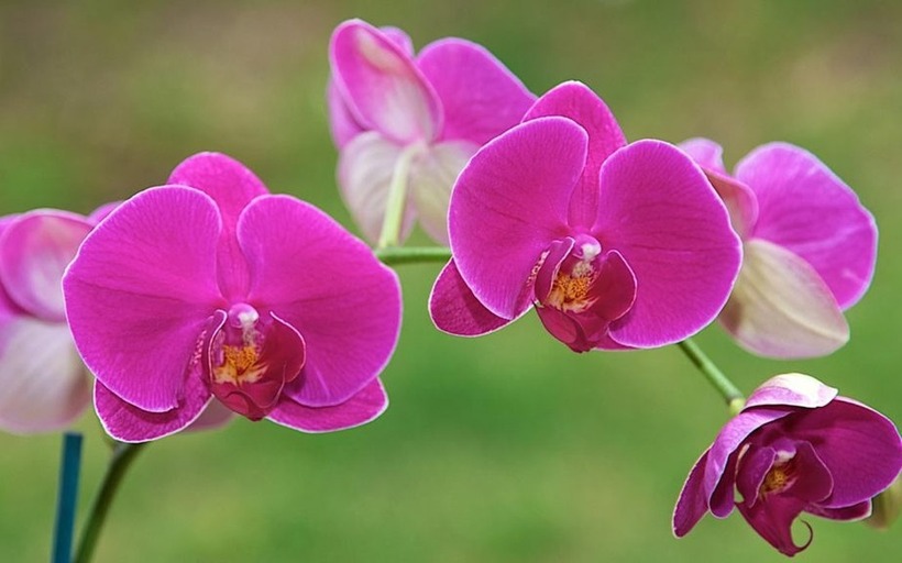 Hoa lan hồ điệp trở thành sự lựa chọn của nhiều gia đình để trang trí, làm quà tặng trong dịp Tết Nguyên đán Ất Tỵ. Ảnh: Phụ nữ Việt Nam.