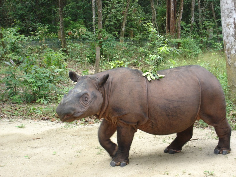 Dựa trên dữ liệu của Worldwildlife, tê giác Sumatra (Dicerorhinus sumatrensis) không chỉ là loài tê giác nhỏ nhất còn tồn tại mà còn là đại diện duy nhất của châu Á sở hữu hai sừng. Điều đáng chú ý, chúng cũng là hậu duệ cuối cùng của nhóm tê giác lông mịn đã tuyệt chủng.