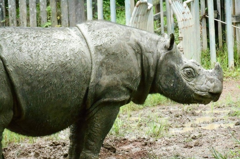 Tê giác Sumatra là loài tê giác đứng trước bờ vực tuyệt chủng cao nhất trong số năm loài còn sót lại trên Trái đất, với số lượng cá thể vô cùng ít ỏi, chưa đến 50 con trên toàn thế giới.