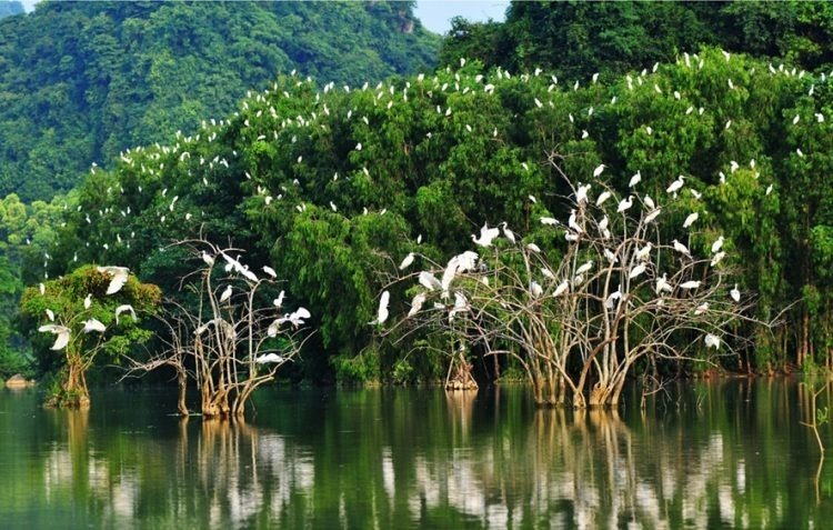 Sân chim Vàm Hồ.