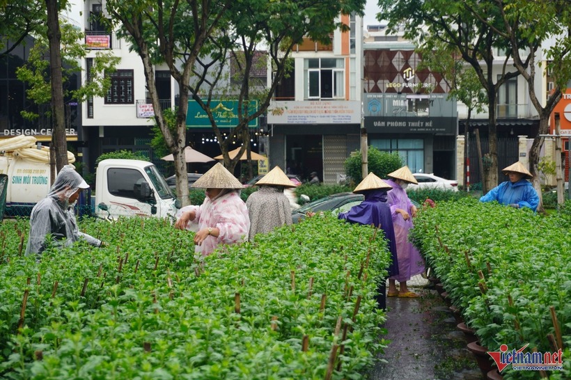 Công việc ngắt nụ hoa cúc trở thành một nguồn thu nhập của nhiều sinh viên ở Đà Nẵng. Ảnh: VietNamNet