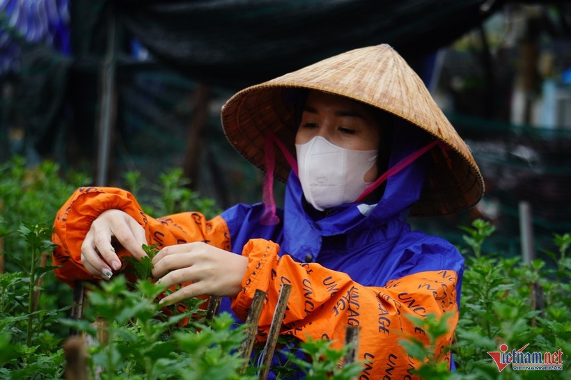 Dù thời tiết mưa rét, nhiều sinh viên vẫn không ngại khó khăn, đội mưa làm việc. Ảnh: VietNamNet.