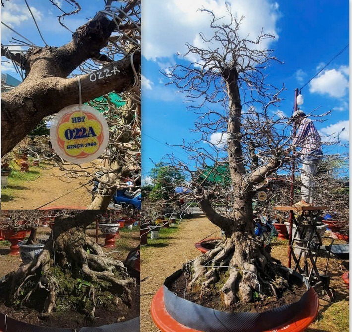 Cận cảnh một cây mai vàng cổ thụ có gốc với bộ rễ đẹp, xù xì, u cục được rao giá 1,2 tỷ đồng. Ảnh: Dân Việt
