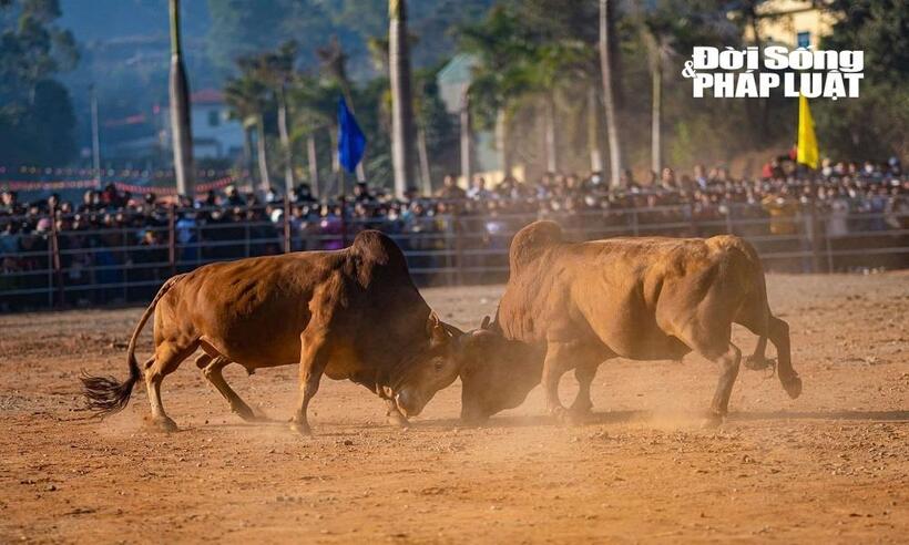Hội chọi bò huyện Điện Biên thường được tổ chức hằng năm vào dịp Tết nguyên Đán.