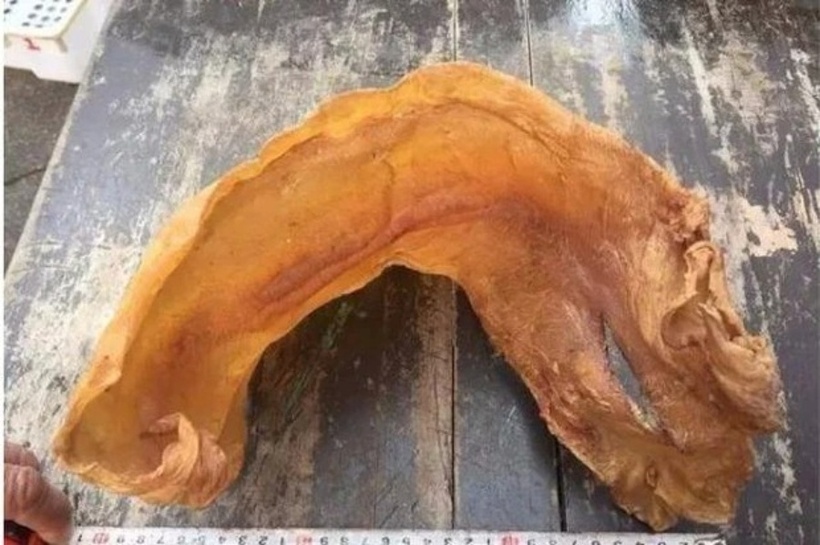 Bong bóng cá sủ vàng phơi khô được cho là có giá trị dinh dưỡng ngang với nhân sâm.