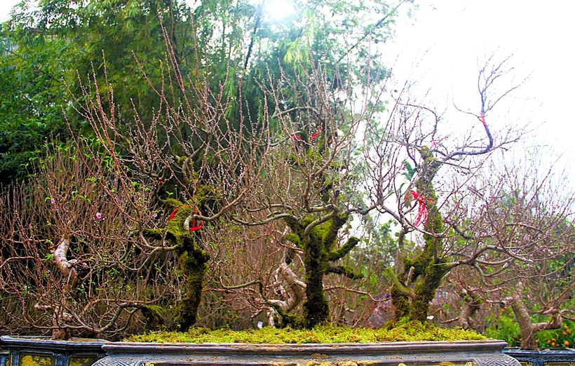 Anh Võ Văn Đức, một người bán cây khác tại Vinh, cho biết đào Mộc Châu năm nay có nụ và hoa rất đẹp, thu hút nhiều khách hàng.