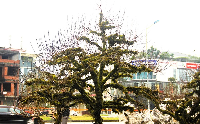 Giá bán đào của anh Đức dao động từ 10 đến 80 triệu đồng, với nhiều lựa chọn phù hợp cho mọi đối tượng khách hàng.