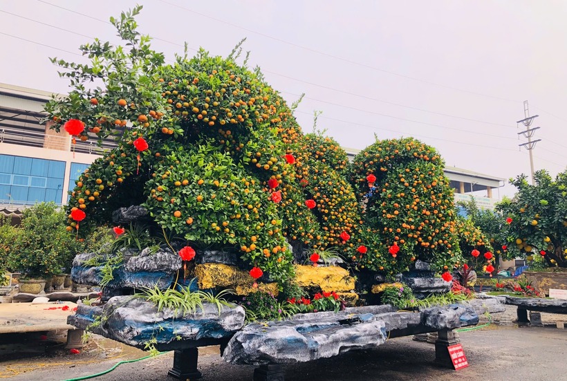 Chậu quýt "Ngũ phúc quần tụ" đã chốt với giá hơn 200 triệu đồng. Ảnh: Thanh Niên