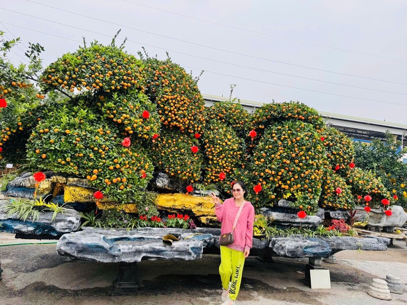 Chậu quất siêu to khổng lồ là nơi chụp hình của nhiều người. Ảnh: Thanh Niên.