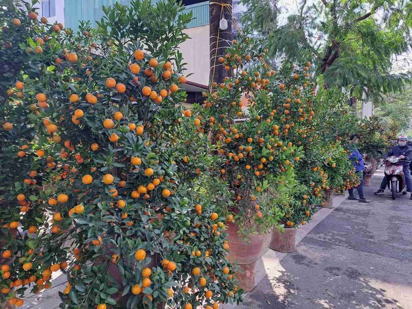 Khách hàng mua được nhiều chậu cây với mẫu mã, giá cả phải chăng ngày 29 Tết. Ảnh: Lao động