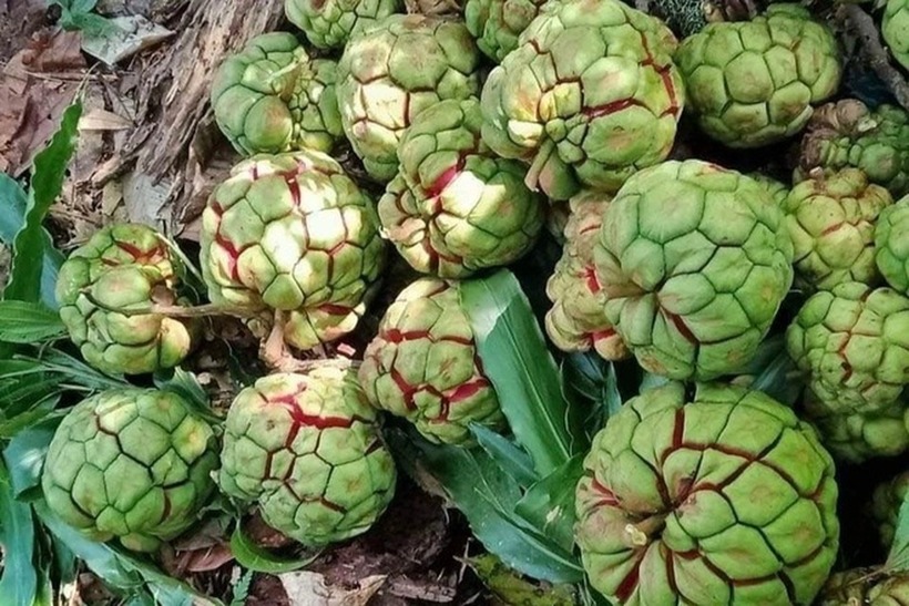 Na rừng, với tên khoa học là Kadsura coccinea, là một loài cây thuộc họ Ngũ vị (Schisandraceae).