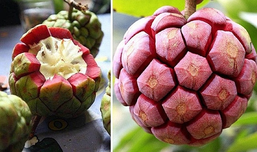 Trong y học cổ truyền, các vấn đề về sinh lý nam như rối loạn cương dương, xuất tinh sớm, di tinh, mộng tinh đều liên quan đến tạng thận.