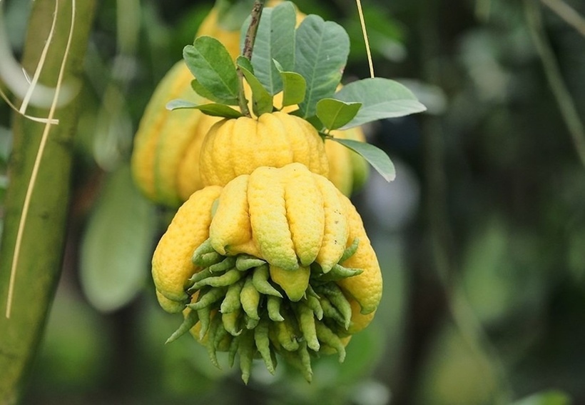 Quả phật thủ tượng trưng cho sự sung túc, may mắn và tài lộc.