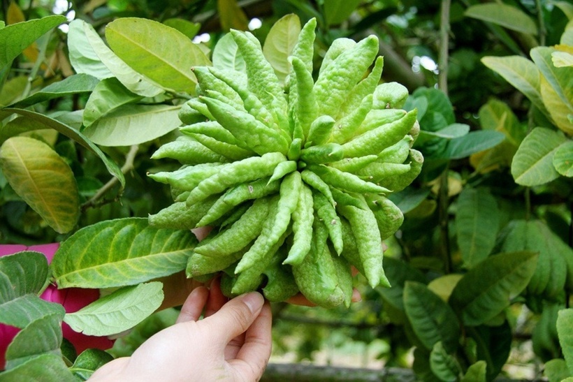 Với hình dáng đặc biệt có nhiều cánh múi chụm lên như mười ngón tay, phật thủ còn được dân gian gọi là tay Phật, mang theo ước nguyện về một năm mới an lành, được ban phúc lộc và gia đạo bình yên.