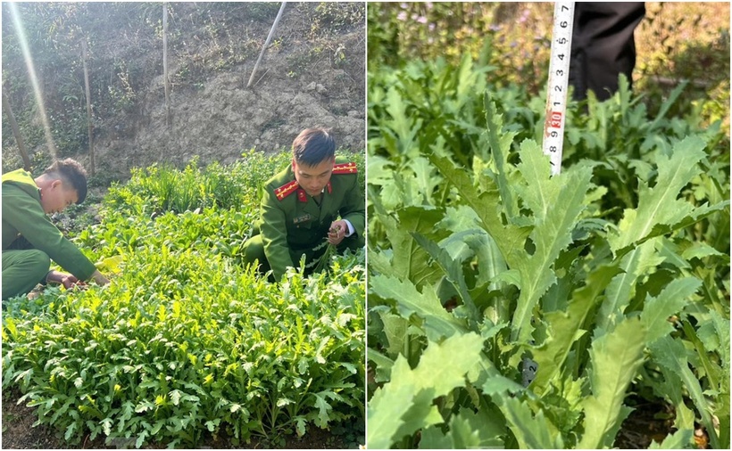 Vườn cây thuốc phiện ông Việt trồng trái phép bị lực lượng chức năng phát hiện. (Ảnh: Tiền phong)