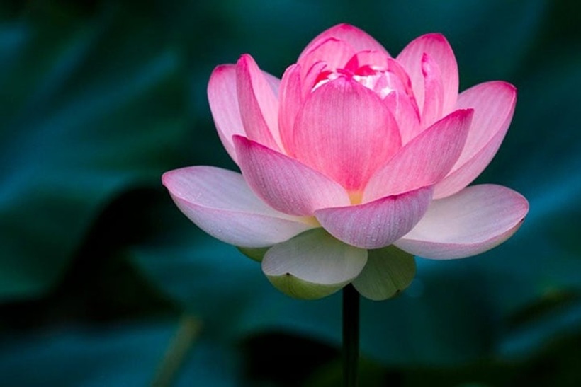 Hoa sen biểu tượng của sự thanh cao, tinh khiết, giác ngộ và lòng từ bi