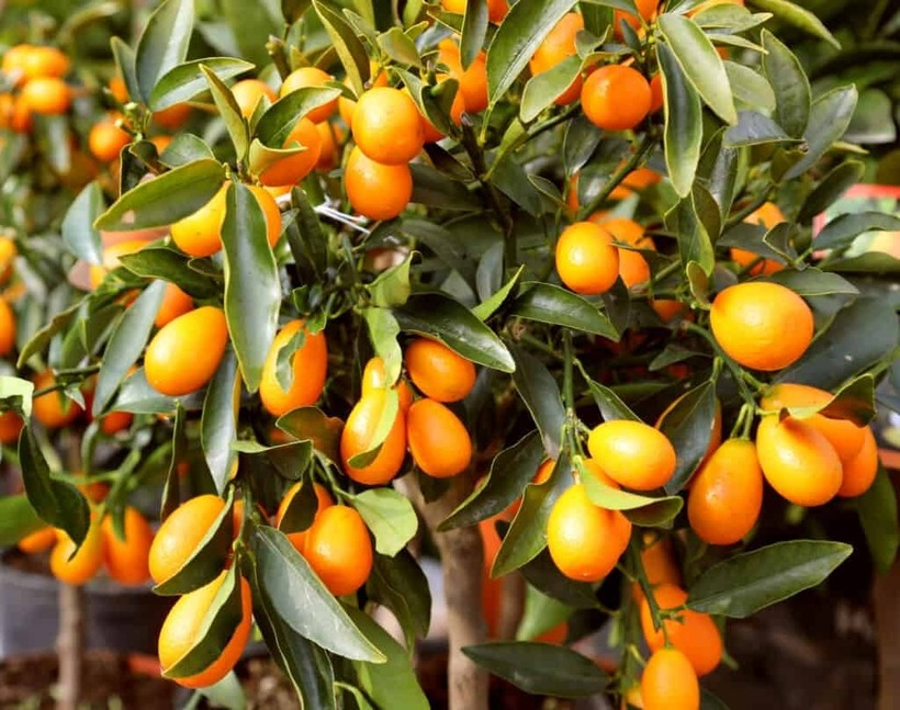 Quất chứa một lượng hợp lý vitamin A dưới dạng beta carotene.
