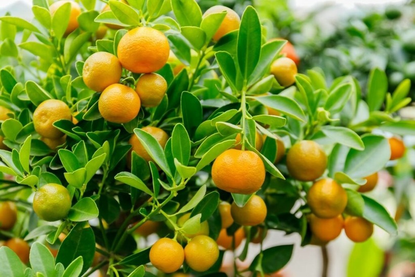 Quất là một loại trái cây có múi có chỉ số đường huyết thấp.