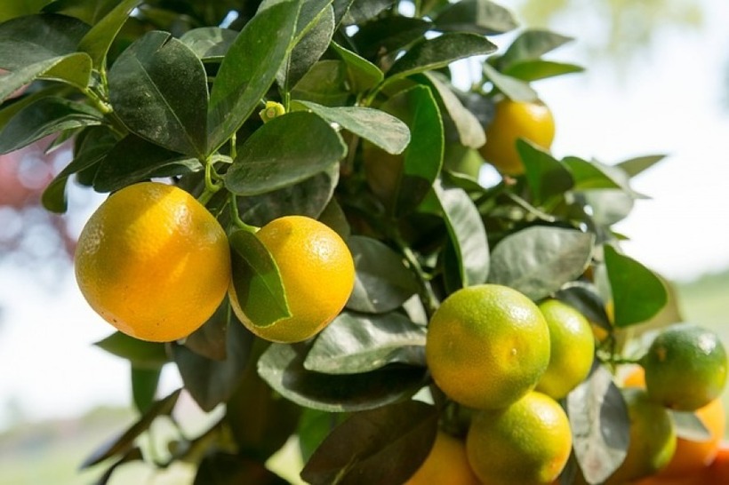 Quất là nguồn cung cấp dồi dào vitamin C, một chất chống oxy hóa mạnh mẽ.