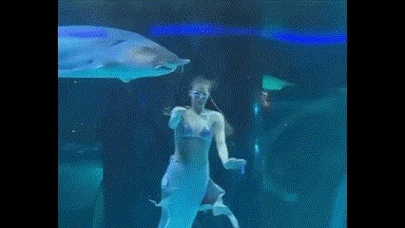 Phân tích kỹ lưỡng đoạn video cho thấy, có vẻ như con cá tầm không hề có ý định tấn công nữ nghệ sĩ. Ảnh cắt từ clip