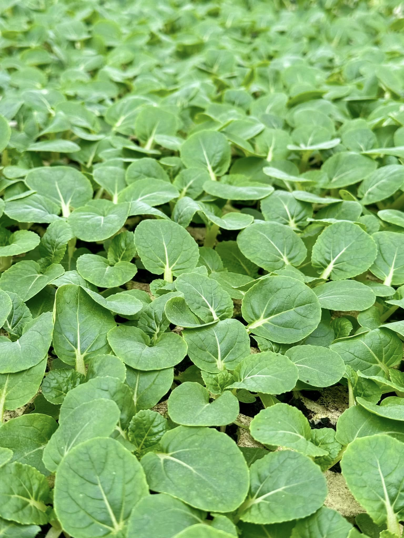 L.A Green: Nâng tầm nông nghiệp việt, kiến tạo vụ mùa bội thu - 3