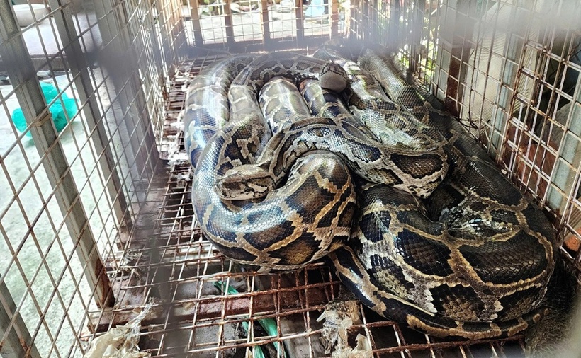Hai con trăn đất mà ông Lâm Kha Dũng tự nguyện giao cho Chi cục Kiểm lâm TP.HCM. (Ảnh: Tuổi trẻ)