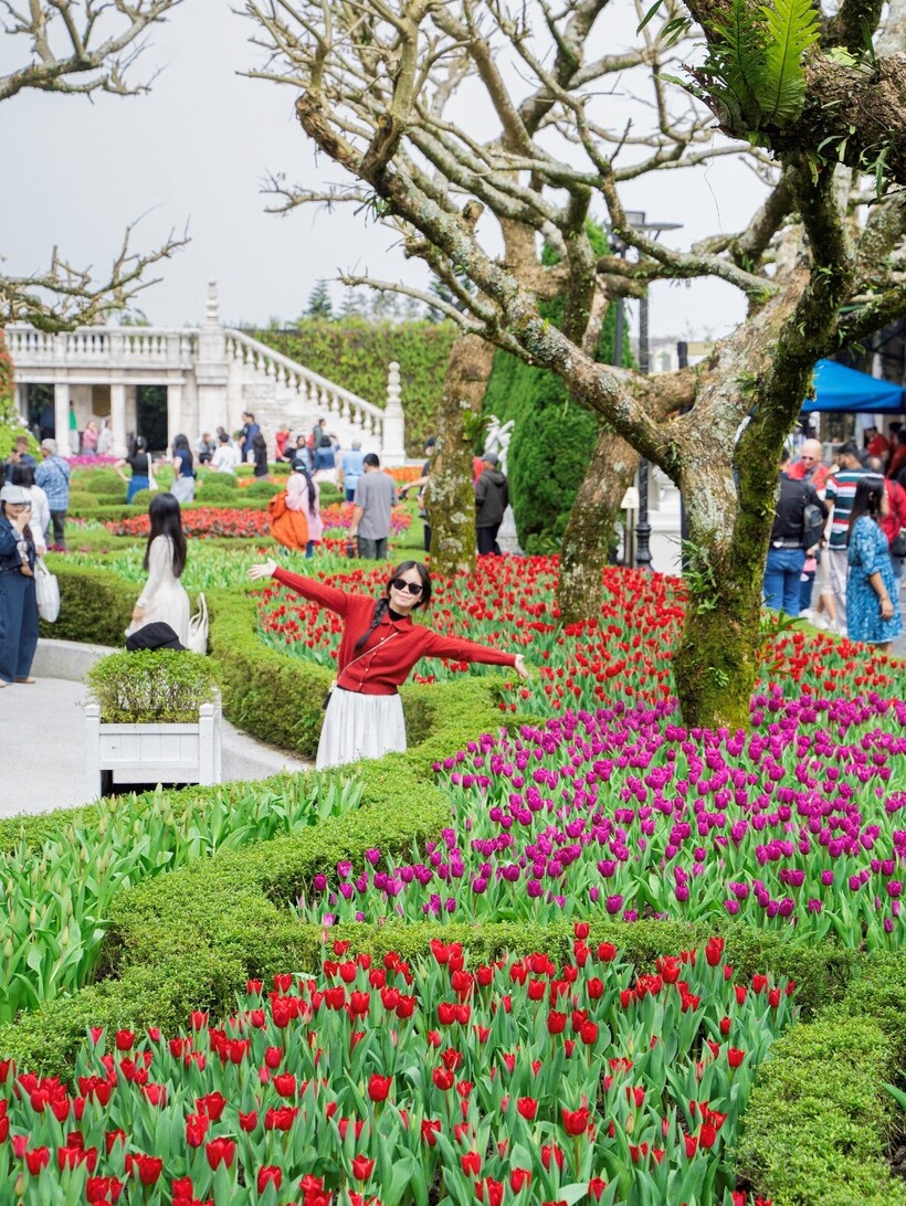 Hàng ngàn bông tulip ngợp ngời trên đỉnh Bà Nà, không gian Tết sẽ kéo dài hết tháng 2/2025 - 3