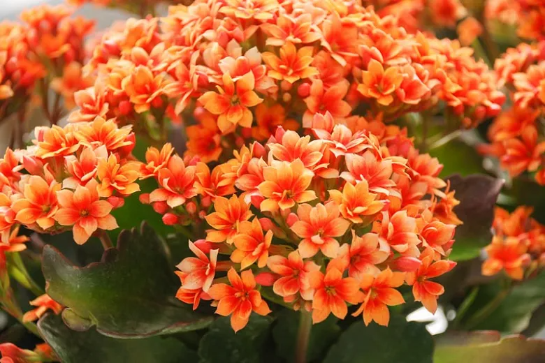 Hoa sống đời, còn được biết đến với tên gọi "hoa vạn thọ" hoặc "trường sinh"