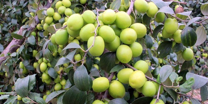 Táo ta là một loại quả quen thuộc với người Việt Nam.