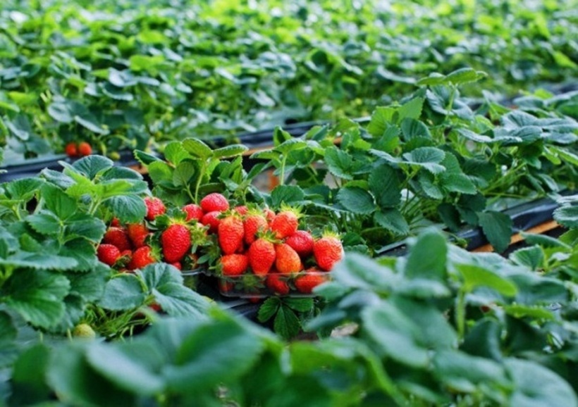 Nên đến vườn dâu vào buổi sáng sớm hoặc chiều mát để tránh nắng nóng và chọn được những trái dâu tươi ngon nhất. Ảnh minh họa.