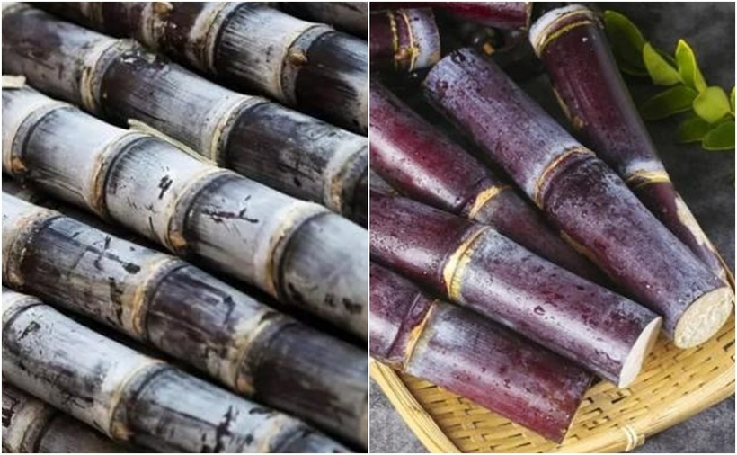 Mía có lớp sương muối rõ ràng trên bề mặt ăn sẽ ngon ngọt hơn.