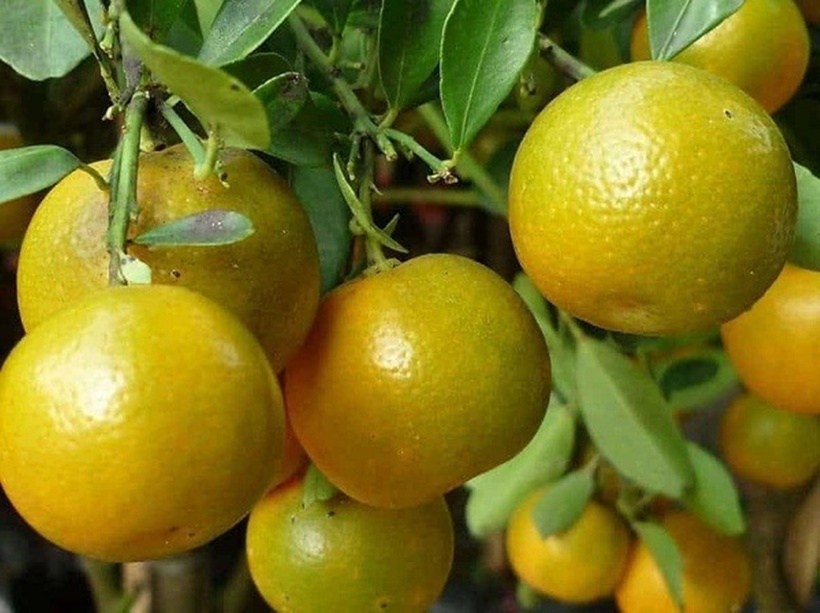 Món ăn mộc mạc bỗng hóa "cao lương mỹ vị", dân thành thị "săn lùng" ráo riết dù giá đắt đỏ - 4