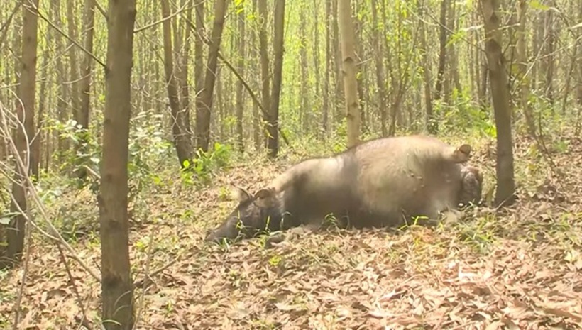 Xác một con trâu trong rừng. Ảnh: Thanh Niên