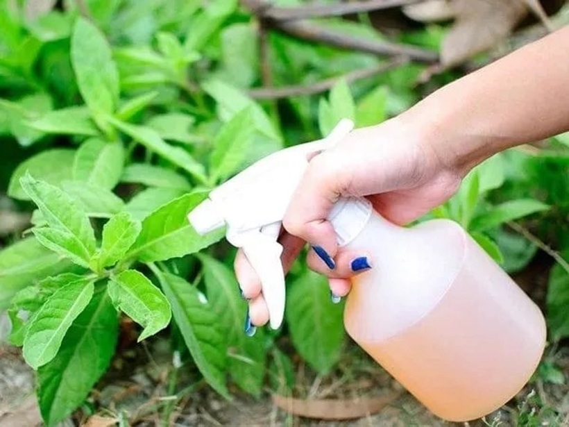 Để đảm bảo an toàn cho cây trồng và môi trường, hãy cân nhắc kỹ lưỡng trước khi áp dụng phương pháp này và luôn ưu tiên sử dụng các sản phẩm chuyên dụng cho cây cảnh.