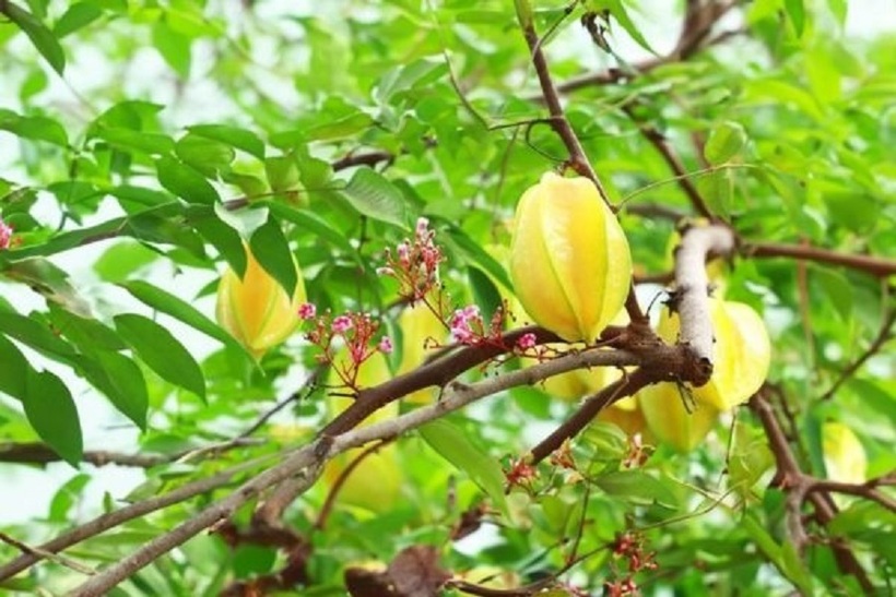 Cây khế có nguồn gốc từ Sri Lanka và được trồng phổ biến ở nhiều nước Đông Nam Á.