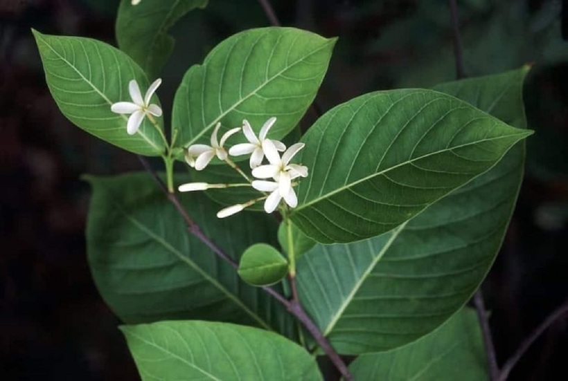 Cây mộc hoa trắng.