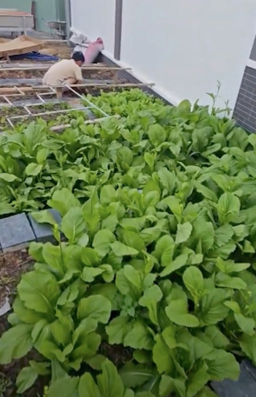 Cha vợ của Lê Dương Bảo Lâm thường tự tay trồng rau và cây trái cho gia đình.