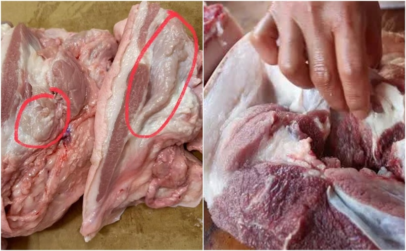 Những phần thịt được chụp lại có hạch lợn.