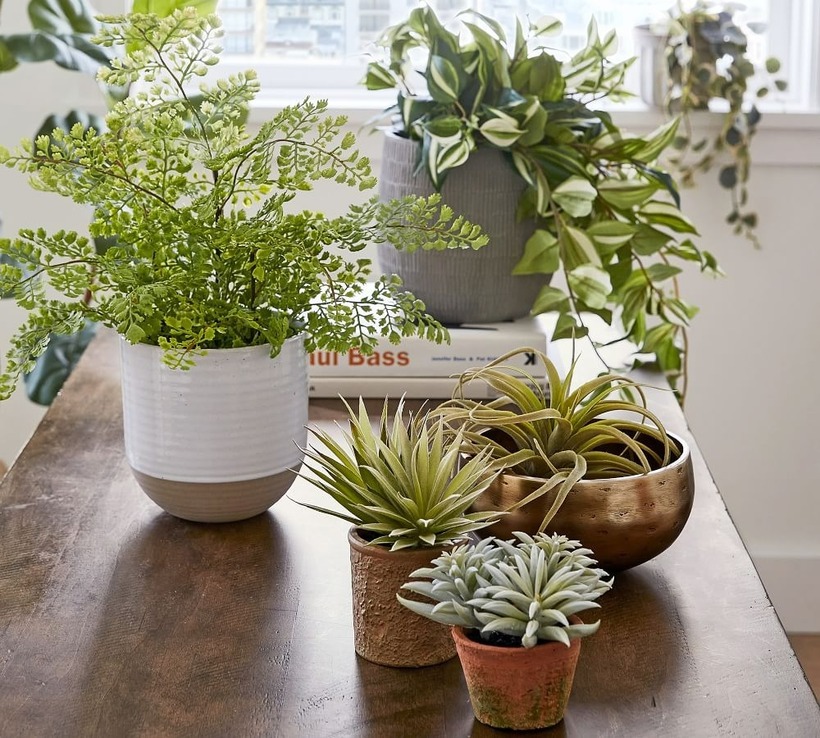 Việc thay chậu mới hoặc thay đổi vị trí đặt cây cũng có thể giúp cây hồi phục.