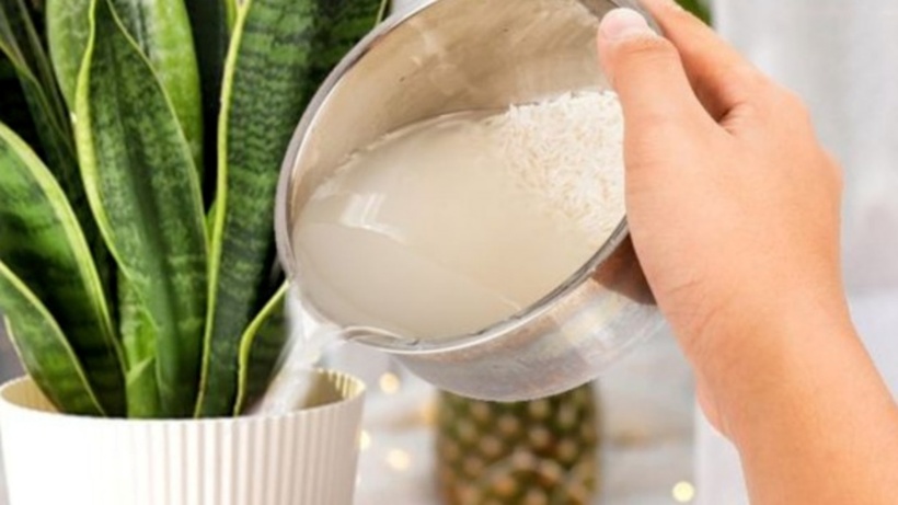 Nước vo gạo là nguồn dinh dưỡng tốt cho nhiều loại cây trồng. Ảnh minh họa: Pinterest
