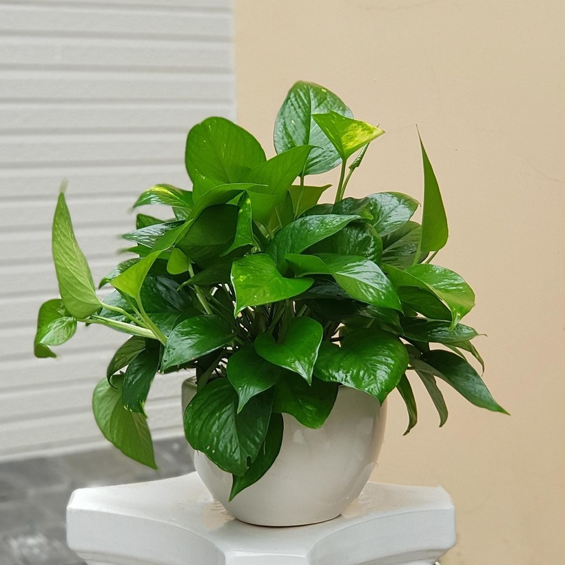 Cây trầu bà như là một loại cây trồng trong nhà, cũng như trang trí nội - ngoại thất văn phòng làm việc.
