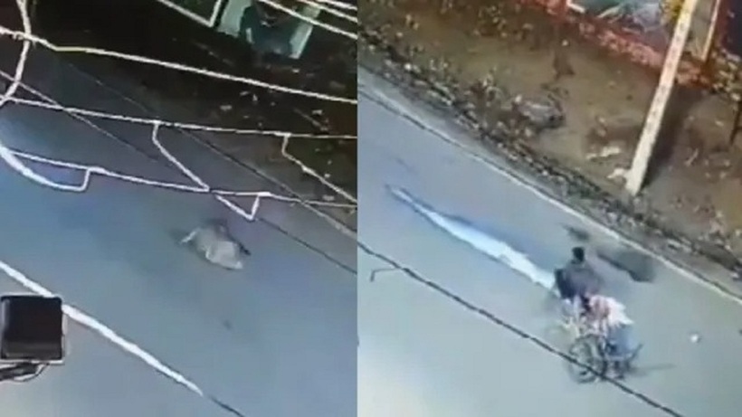 Trên đường đi giao sữa, người đàn ông bất ngờ "đụng độ" báo hoa mai.