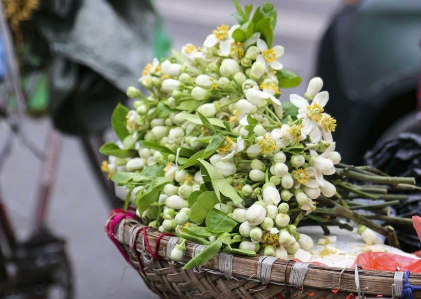 Hoa tươi cũng đắt hàng, nhiều người còn chọn hoa bưởi đầu mùa để cúng lễ có giá từ 40.000 đồng/bó nhỏ. Giá hoa hồng (loại có cành lộc) dao động từ 12.000 - 15.000 đồng/cành, hoa hồng loại thường 80.000 - 120.000 đồng/chục, hoa cúc đại đóa 90.000 - 120.000 đồng/chục, hoa ly 280.000 - 360.000 đồng/chục,... Sắm lễ cúng rằm tháng Giêng tươm tất đều là để thể hiện tấm lòng thành kính và biết ơn của con cháu đối với ông bà, tổ tiên và cầu mong một năm an lành, may mắn.