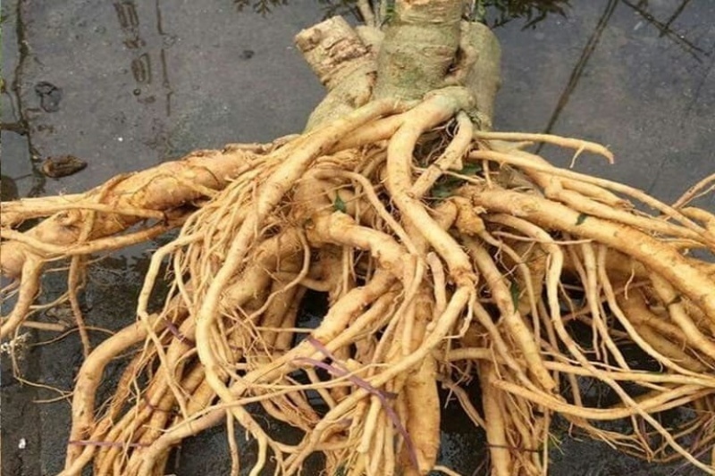 Củ đinh lăng già có nhiều saponin, flavonoid và các hoạt chất khác có lợi cho sức khỏe.