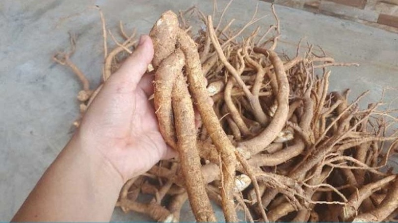 Việc sử dụng rượu đinh lăng đều đặn mỗi ngày giúp bồi bổ cơ thể, tăng cường sức đề kháng.