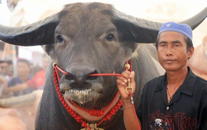 Con vật có tên Petch Lamkhong, có vẻ ngoài vượt trội hơn hẳn so với đối thủ cùng tham dự. Ảnh: The Thaiger.